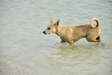 Pattaya, Koh Larn,Dog swim