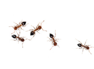 ants on a white background