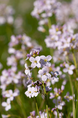 Cuckoo flower or Lady's Smock opening in spring. (Cardamine pratensis)