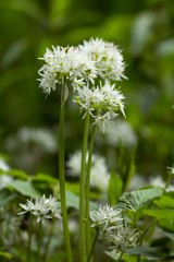 Bl&uuml;hender B&auml;rlauch / Blooming Wild garlic

