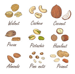 Vector set of hand sketched nuts on white background in hand drawn style: hazelnut, almonds, peanuts, walnut, cashew, pine nut, pistachios, coconut, pecan.