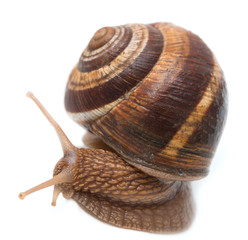Snail on a white background