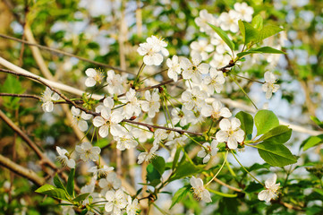 Cherry blossoms over nature background