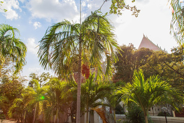 palm in gardens.
