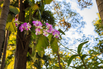 Beautiful Pink Orchid
