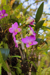 Beautiful Pink Orchid

