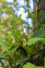 Beautiful Pink Orchid
