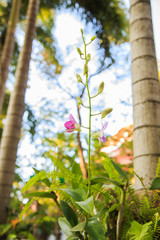 Fototapeta premium Beautiful Pink Orchid 