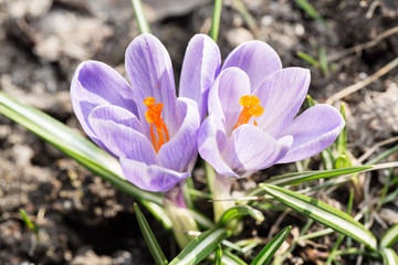 Crocus -blomming spring flowers.