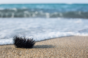 Urchin  at the coast line.