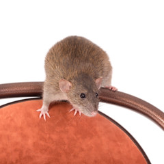 portrait of a curious rat