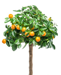 Ripe tangerine fruits on the tree.