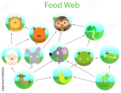 Food web for kids Stock image and royalty Biology Diagrams