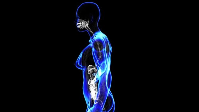 Female digestive system. Loop
