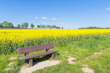 The lonely bench near yellow field in Germany