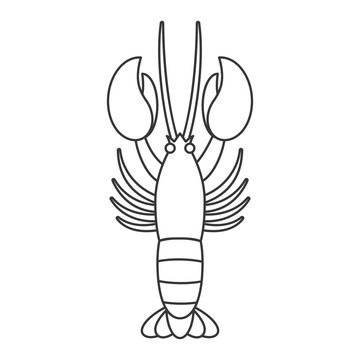 Vector lobster, line icon