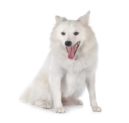 dog on white background