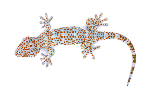 gecko