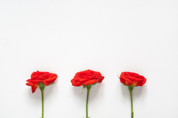 Roses mockup for presentations