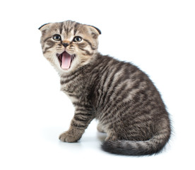 tabby kitten cat with mouth open isolated 