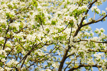 apple flowers background