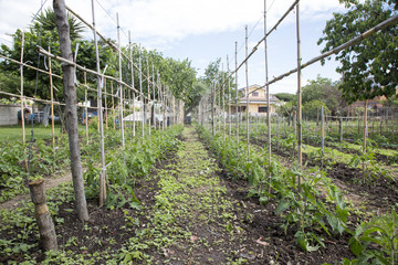 Piante di pomodoro in prospettiva © makis7
