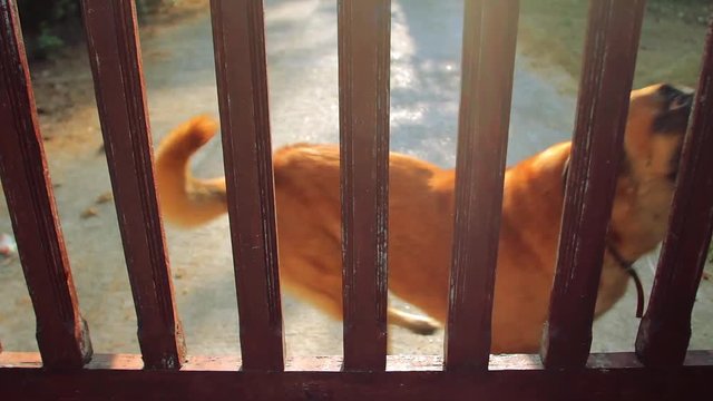 Angry shepherd barking from behind a fence. Slow motion