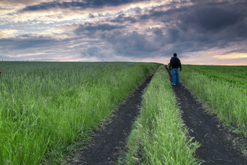 Fototapeta premium Man walks in a field of wheat