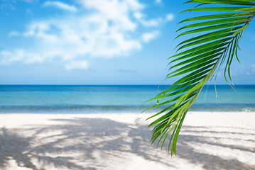 Palm leaf, blue sea and tropical white sand beach ander the sun