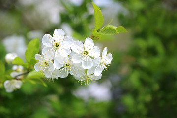 Cherry blossom. Spring blossom background. Blossom tree. Summer print. Spring print. Cherry flowers. Cherry tree branch