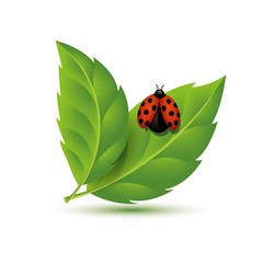 Fototapeta premium Realistic Leaf with ladybugs
