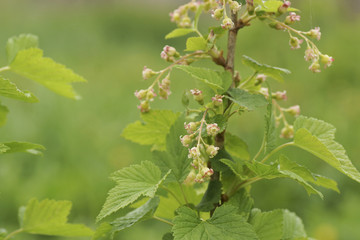 Flowering currant bush.