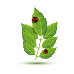 Realistic Leaf with ladybugs