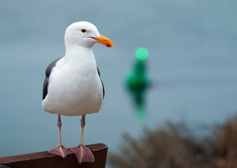 Seagull on park bench in Morro Bay Harbor on the Central Coast of California USA