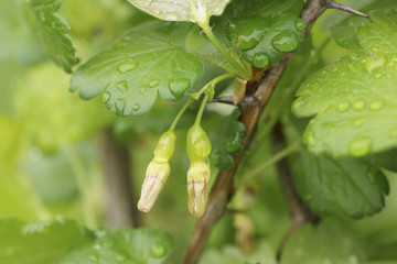 Green plants in the garden.