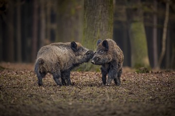 Wild boars fight in the forest/Wild boars fight in the forest