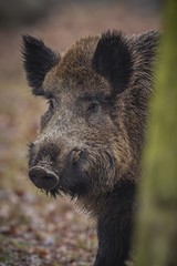 Wild boar portrait from european forest/big wild boar from dark forest