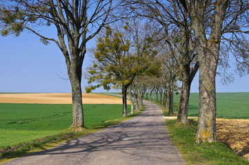 Burgund Allee im Frühling - Burgundy, tree-lined road