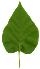 Obraz premium Green lilac leaf