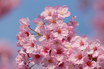 サクラ　ヨウコウ