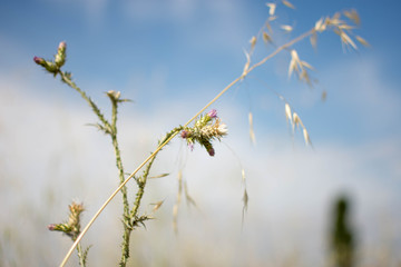 Plant and sky 