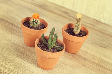 Macetas con Cactus