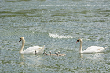 Schwanenfamilie