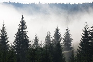 Trees on a mountain on a foggy morning