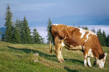 Cow grazing in the mountains