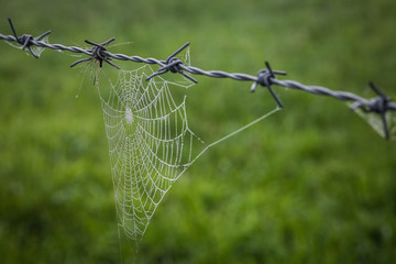Wet spider web on barbed wire