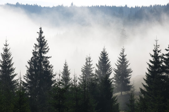 Fototapeta Trees on a mountain on a foggy morning