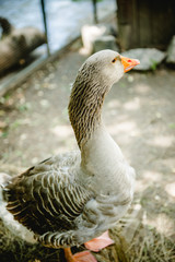 beautiful goose is