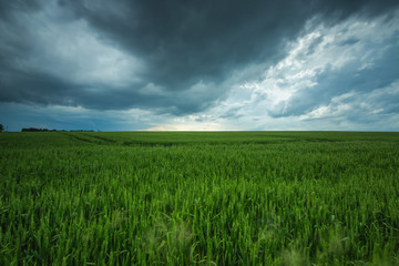 Green field and cloudy sky, long exposure