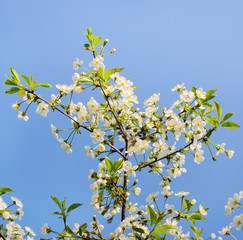 Blooming apple tree in spring time.